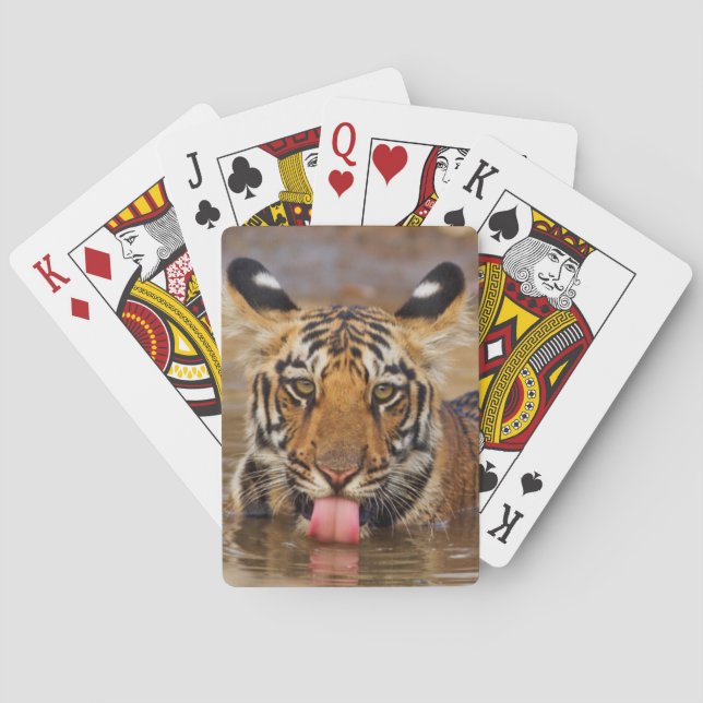 Royal Bengal Tiger cub, drinking water Playing Cards (Back)