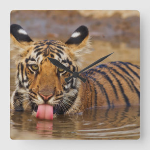 Royal Bengal Tiger cub, drinking water Square Wall Clock