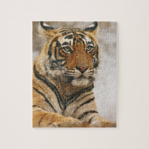 Royal Bengal Tiger on the rock, Ranthambhor Jigsaw Puzzle