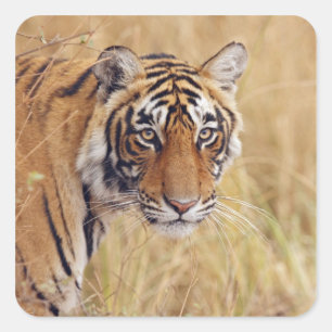 Royal Bengal Tiger Square Sticker