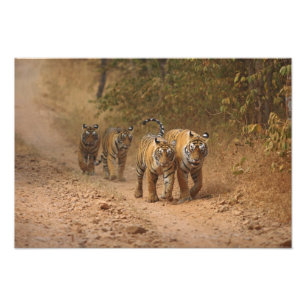 Royal Bengal Tigers on the move, Ranthambhor Photo Print