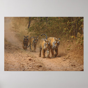 Royal Bengal Tigers on the move, Ranthambhor Poster