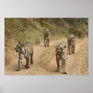 Royal Bengal Tigers on the track, Ranthambhor 4 Poster