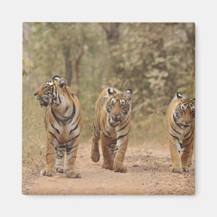 Royal Bengal Tigers on the track, Ranthambhor Magnet