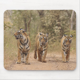 Royal Bengal Tigers on the track, Ranthambhor Mouse Pad