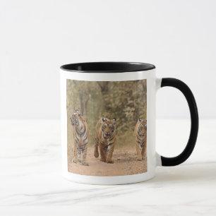 Royal Bengal Tigers on the track, Ranthambhor Mug
