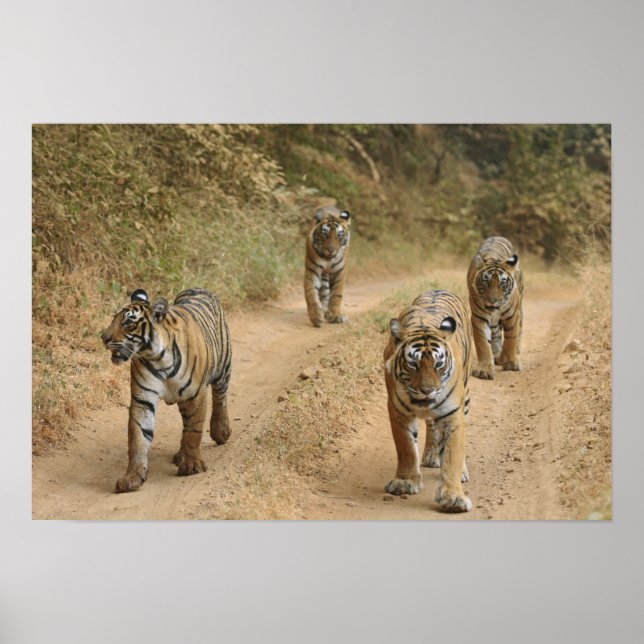 Royal Bengal Tigers Poster (Front)