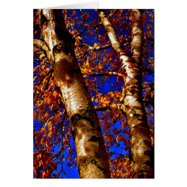 Royal Birch (Front)