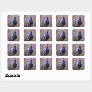 Royal Blue: Blue Peacock In Lavender Field, Square Sticker