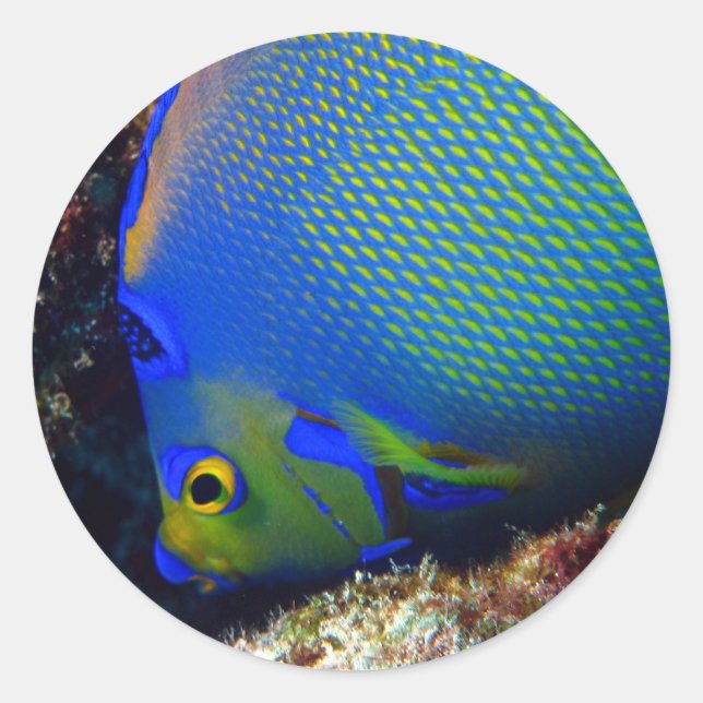 Royal Blue Classic Round Sticker (Front)