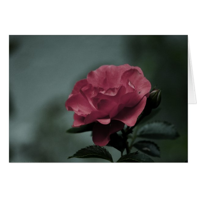 Royal Blush Card (Front Horizontal)