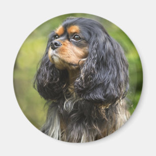 Royal Cavalier King Charles Spaniel Magnet