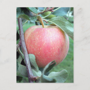 Royal Gala Apple Postcard