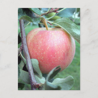 Royal Gala Apple Postcard