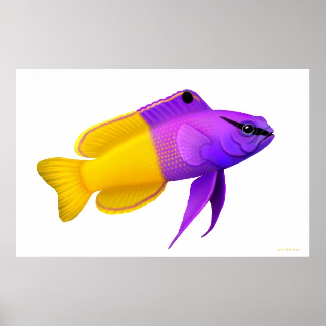 Royal Gramma Coral Reef Fish  Poster (Front)