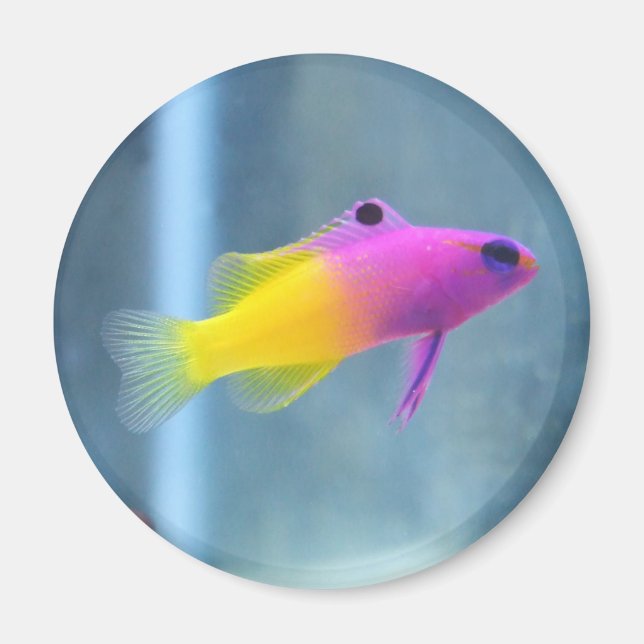 Royal Gramma Photo Magnet (Front)