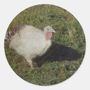 Royal Palm Turkey Classic Round Sticker