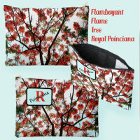 Royal Poinciana Flamboyant Flame Tree
