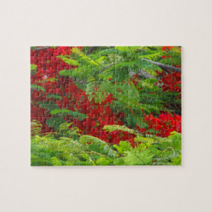 Royal Poinciana Jigsaw Puzzle