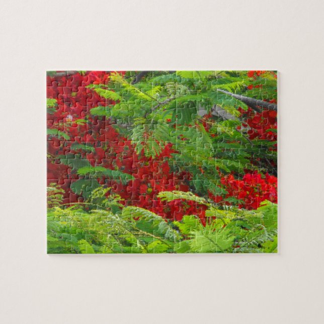 Royal Poinciana Jigsaw Puzzle (Horizontal)