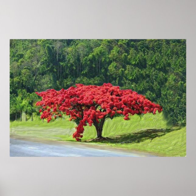Royal Poinciana Poster (Front)