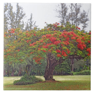 "ROYAL POINCIANA TREE"/CERAMIC TILE/TRIVET TILE