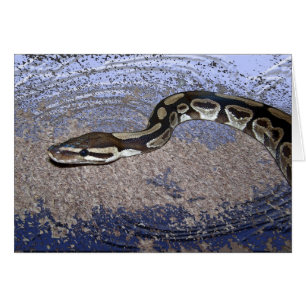 Royal Python or Ball Python