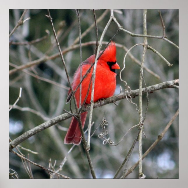 Royal Red Cardinal 24x24 Poster (Front)