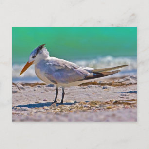 Royal Tern Bird Postcard