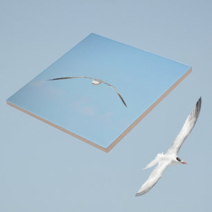 Royal Tern in Flight Wings Spread Sky Coastal Blue Tile