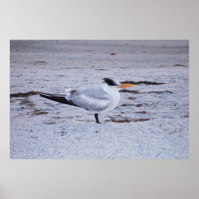 Royal Tern Poster (Front)