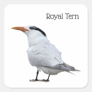 Royal Tern Square Sticker