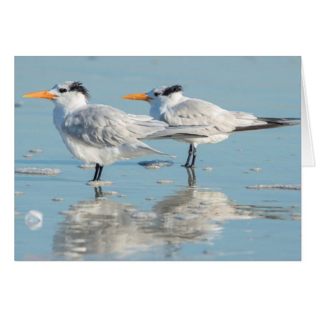 Royal Terns on beach (Front Horizontal)