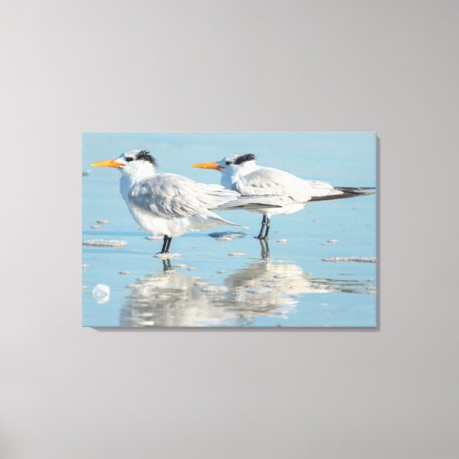 Royal Terns on beach Canvas Print (Front)