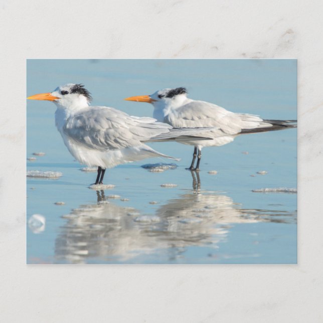 Royal Terns on beach Postcard (Front)