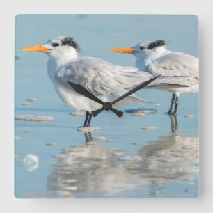 Royal Terns on beach Square Wall Clock