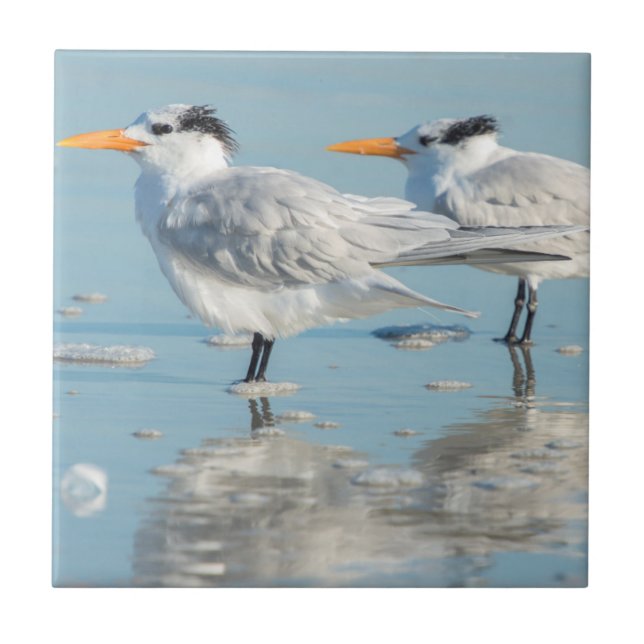 Royal Terns on beach Tile (Front)