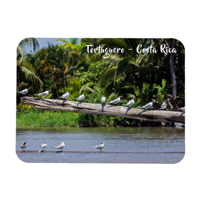 Royal terns, Tortuguero river estuary - Costa Rica Magnet (Horizontal)