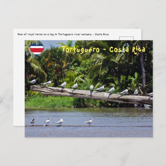 Royal terns, Tortuguero river estuary - Costa Rica Postcard (Front/Back)