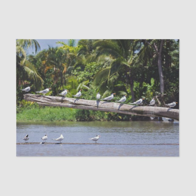 Royal terns, Tortuguero river estuary - Costa Rica Tissue Paper (Front)