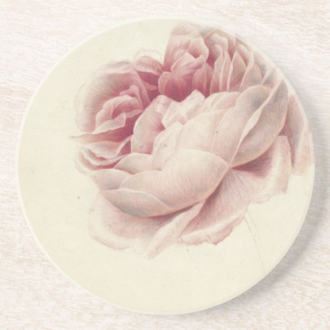 Roze Roos (1792) – Timeless Vintage Botanical Art Coaster (Front)