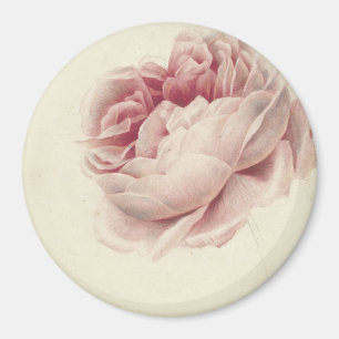 Roze Roos (1792) – Timeless Vintage Botanical Art Magnet
