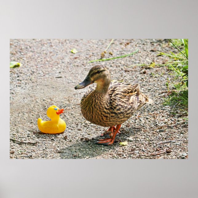 Rubber Duck and Mother Duck Poster (Front)