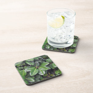 Rubber Tree Closeup Coaster