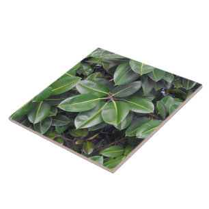 Rubber Tree Closeup Tile