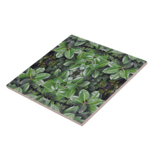 Rubber Tree Leaf Pattern Tile