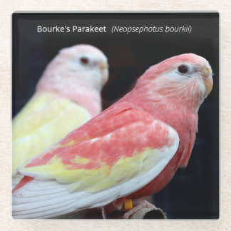 Rubino Bourke's Parakeet Glass Coaster