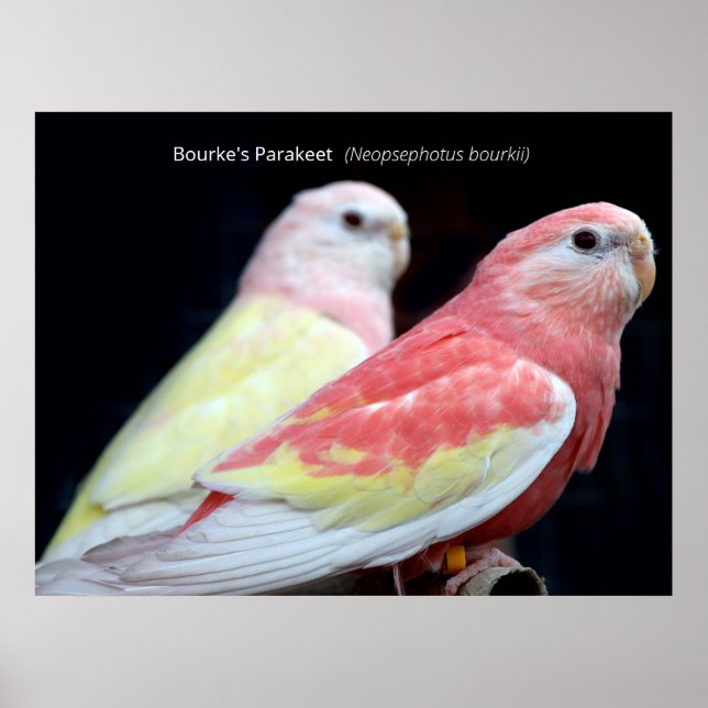 Rubino Bourke's Parakeet Poster (Front)