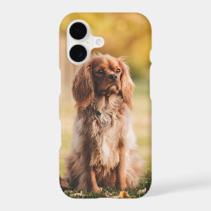 Ruby Cavalier King Charles Spaniel Dog