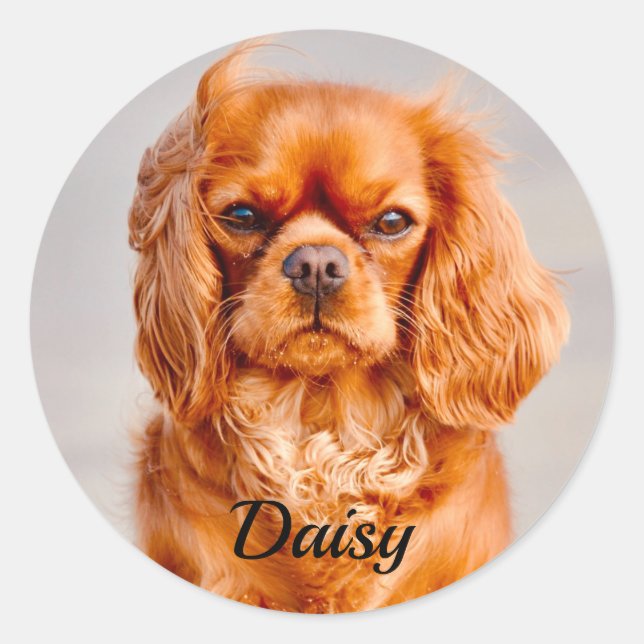 Ruby Cavalier King Charles Spaniel Dog Classic Round Sticker (Front)